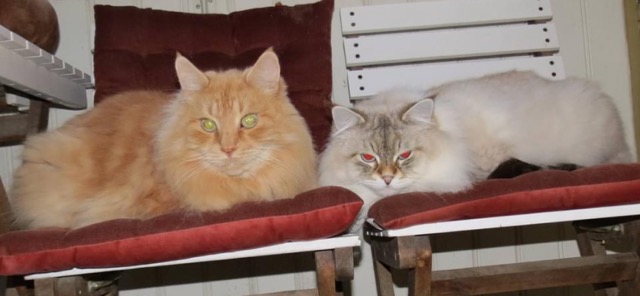 Sibirisk katt Hercules o Kepler